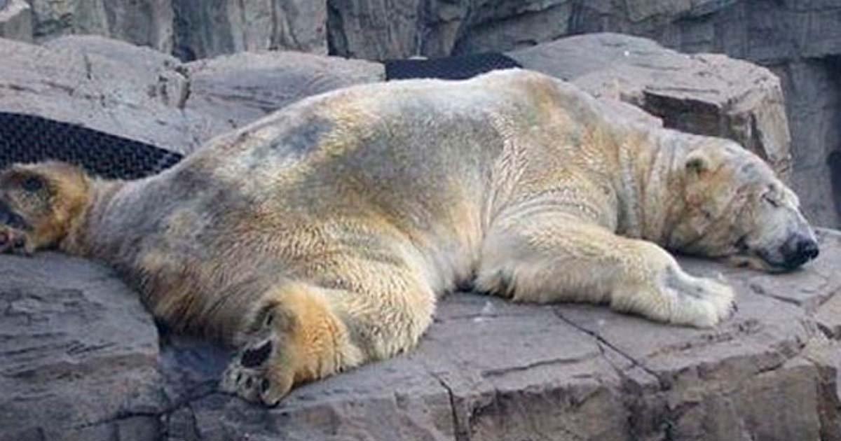 Victory! Transforms the Zoo of Mendoza into an Ecopark