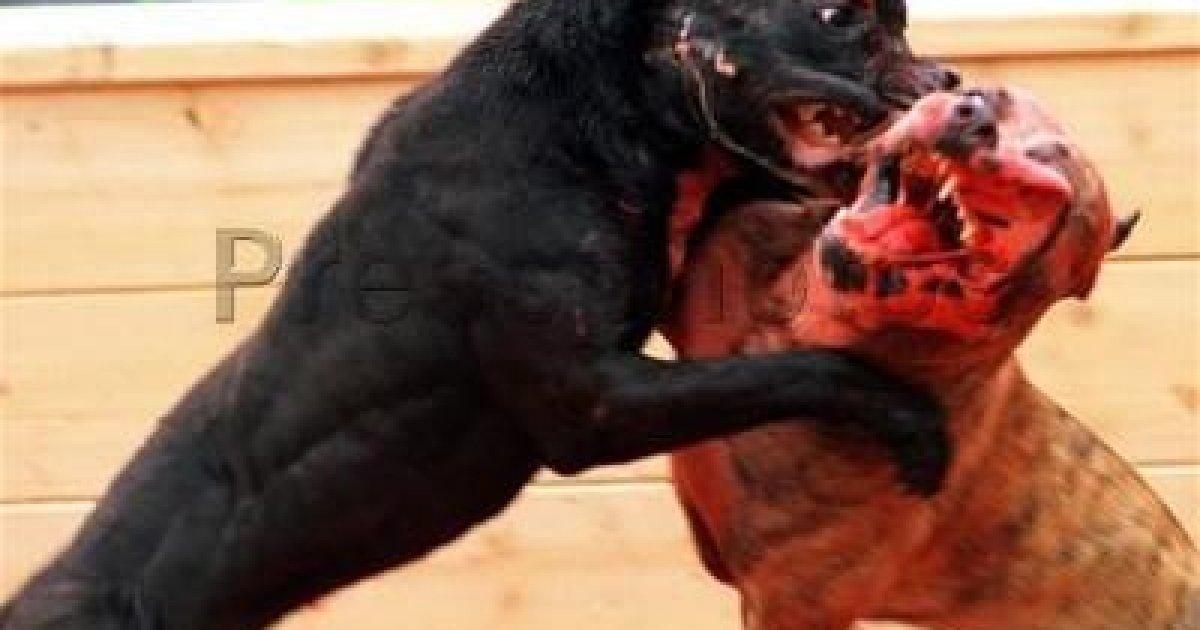 We achieved that the Government ban dogfights!