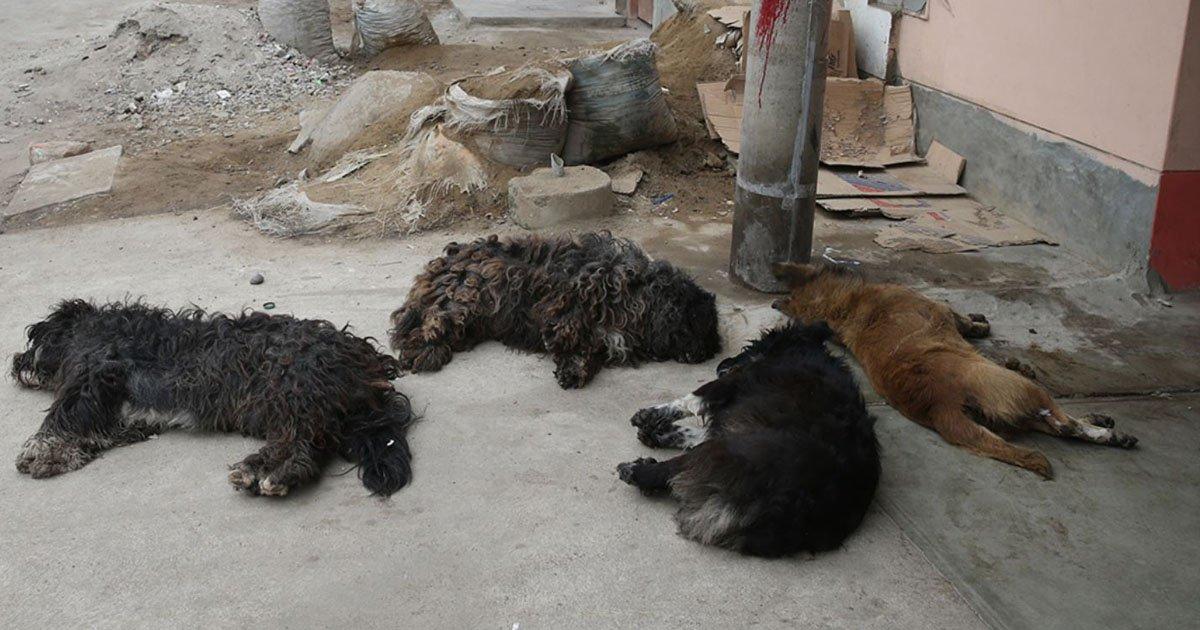 The killer of this dogs has been condemned!