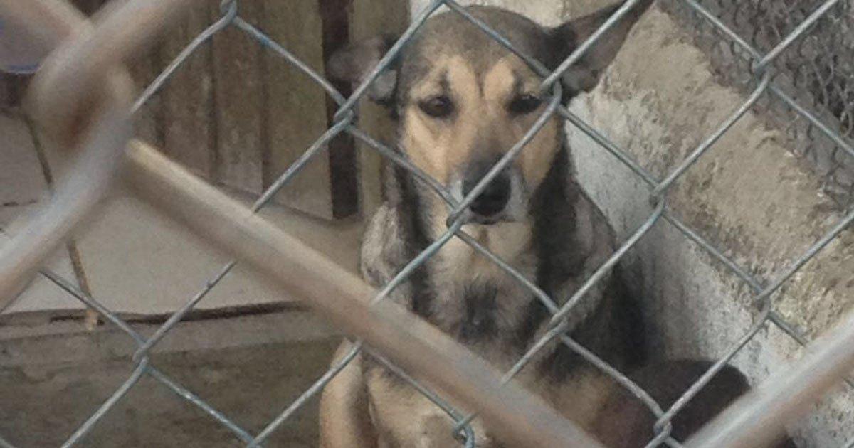 Victory confirmed! Adoption Fair at the Zoonosis Control Center