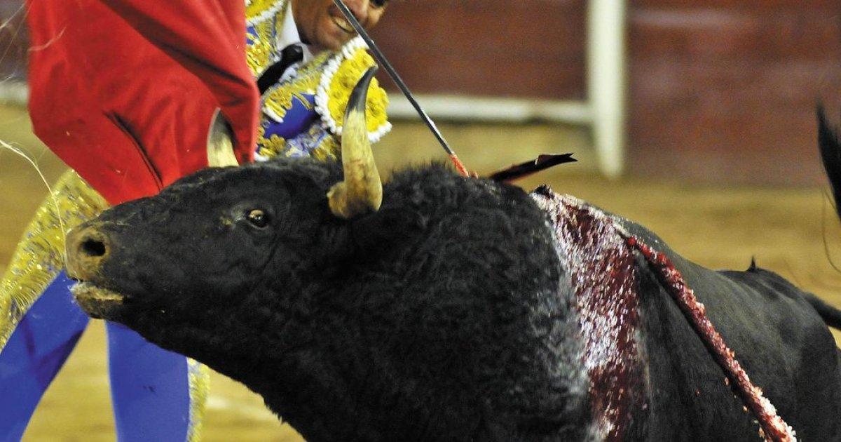 The anti-bullfighting consultation will be held in Bogota!