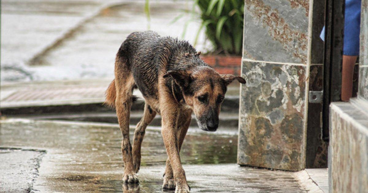 The Agreement for Animal Welfare was signed!