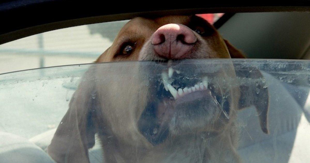 Los Cabos approva la creazione del Comitato Animal Pro!
