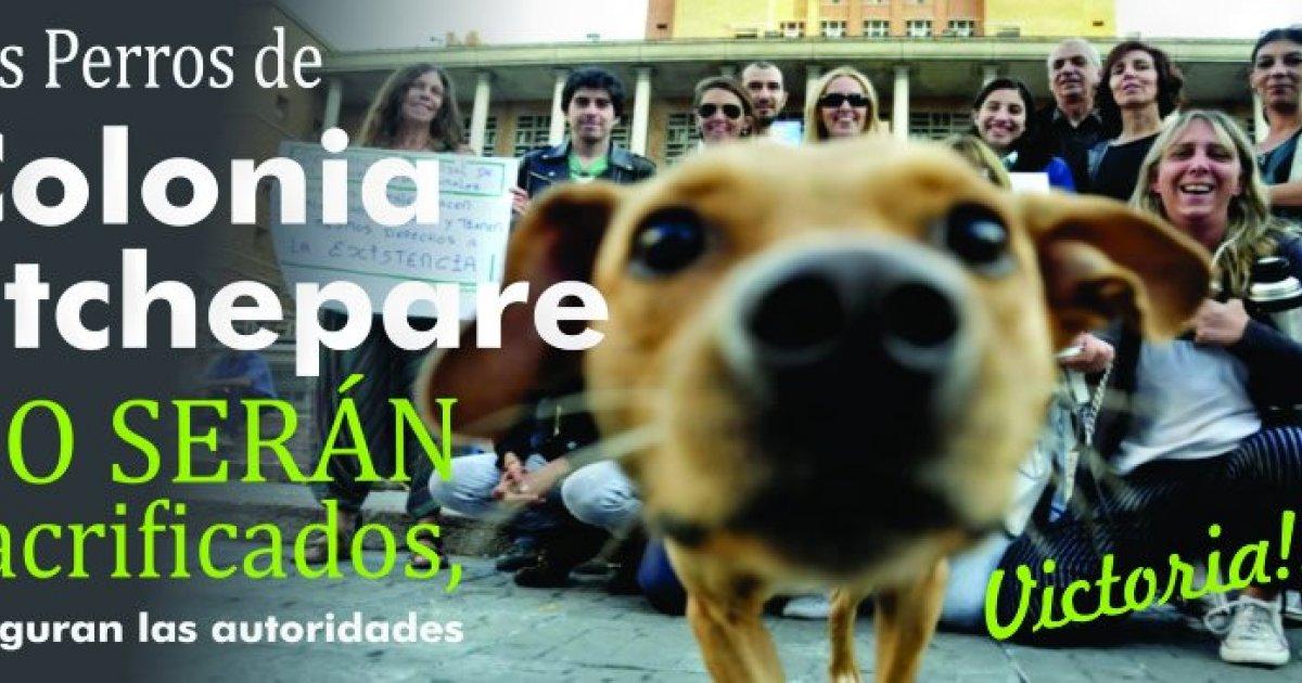 cães Colonia ETCHEPARE não será sacrificado!