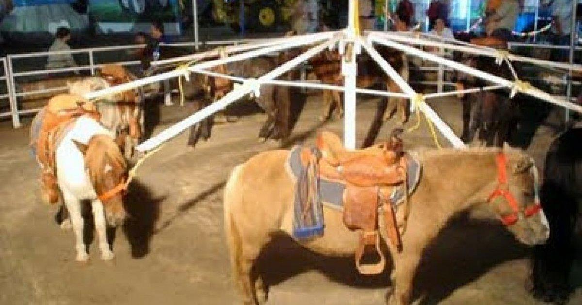 Valencia prohibit to license circuses with wild animals and fairs that use animals