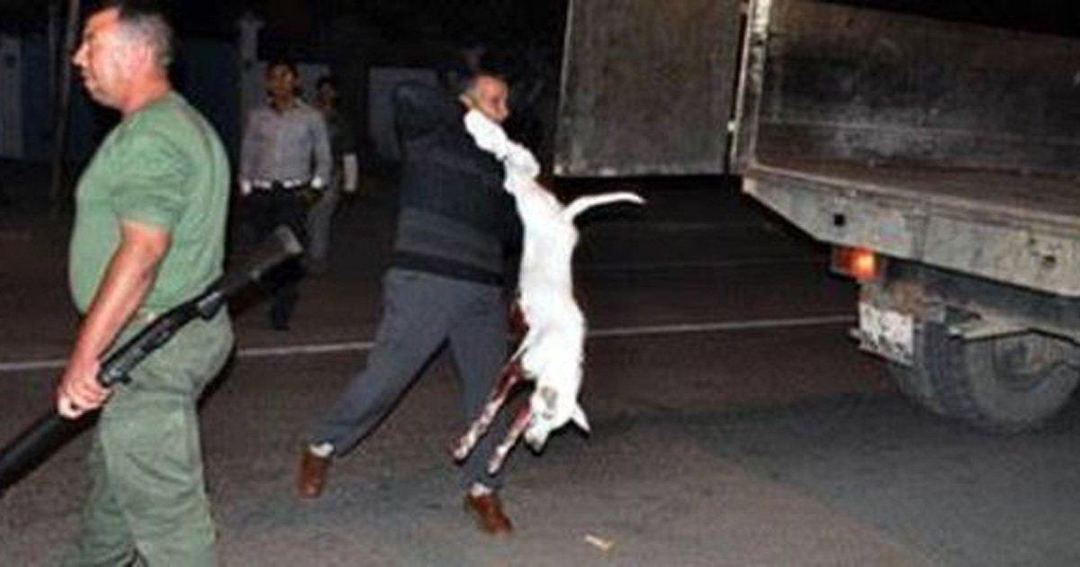 Sauvez les chiens du Maroc