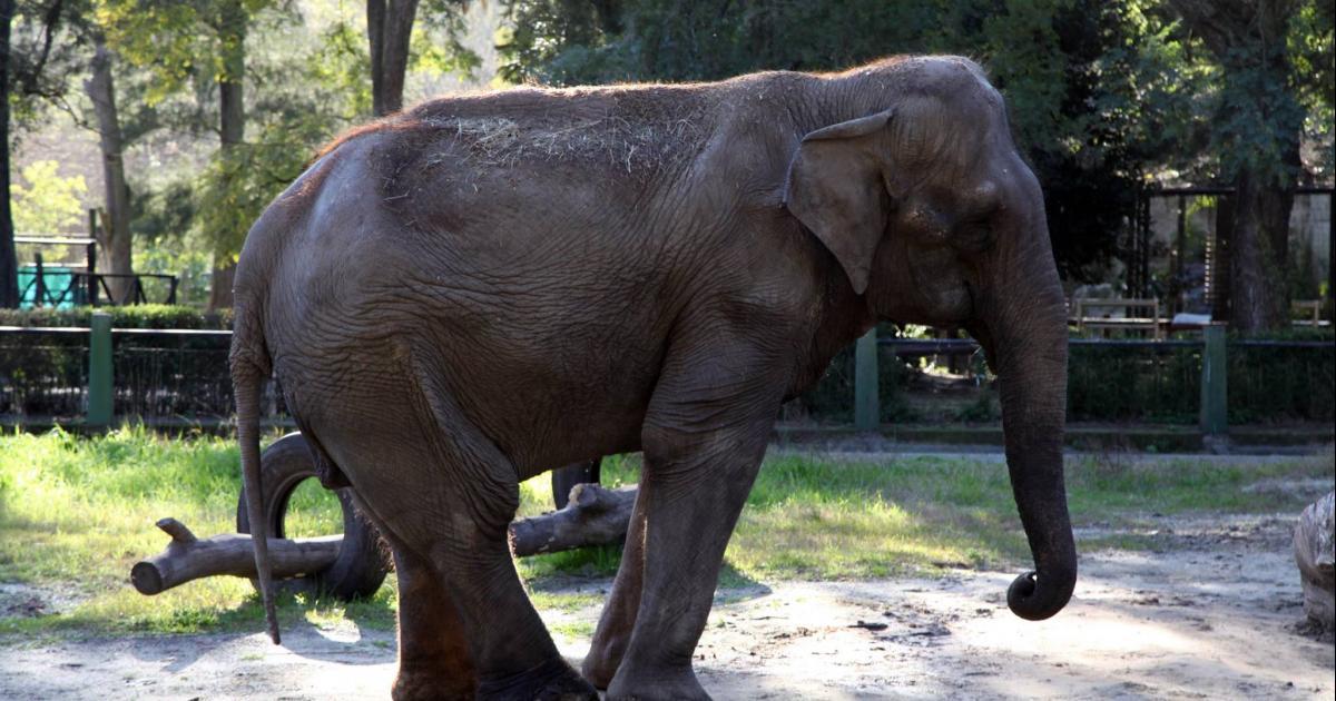 They are healing Pelusa and will soon she will be transferred to a sanctuary in Brazil!