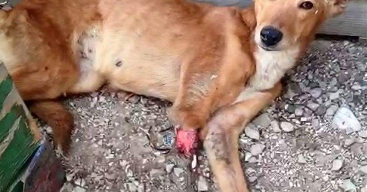 Prohibir cepos o trampas para animales