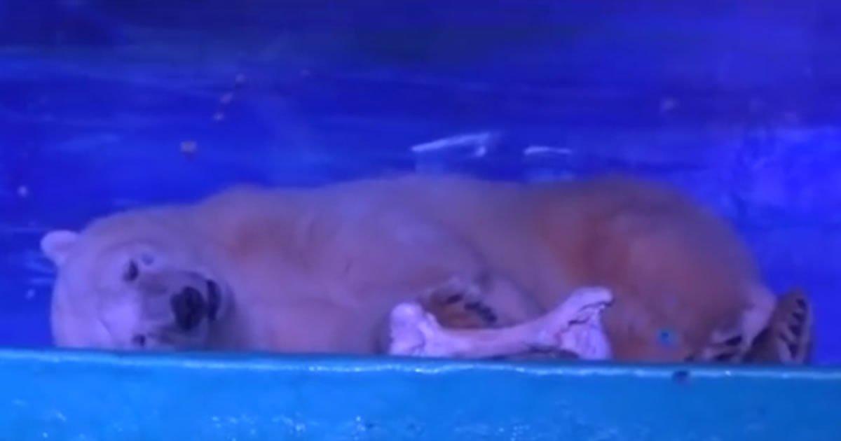 The world's saddest polar bear was rescued!