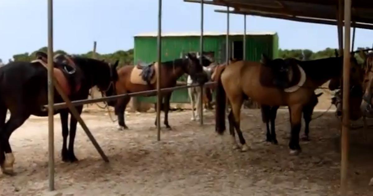 Victoria confirmada! Salvemos a los caballos del maltrato