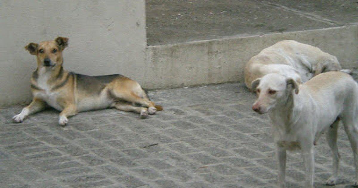 ¡Pedimos construcción de Hospital Veterinario Público en República Dominicana!