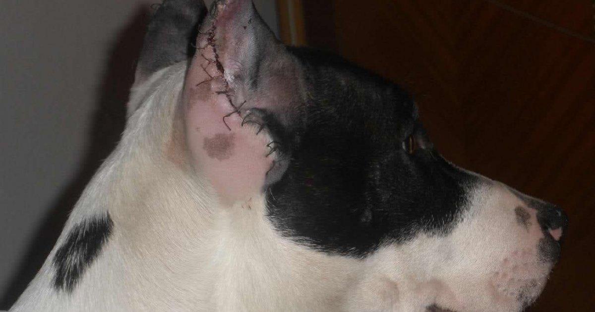 Spain prohibits aesthetic mutilations!