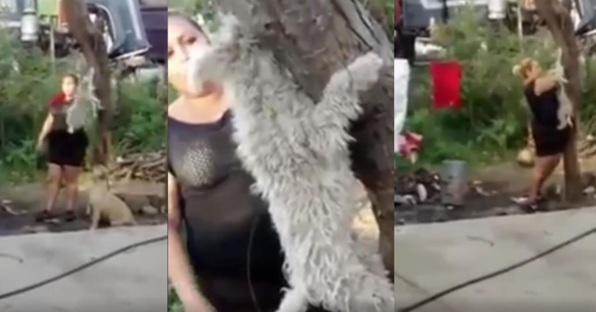 Lady Mataperros will be tried for animal abuse!