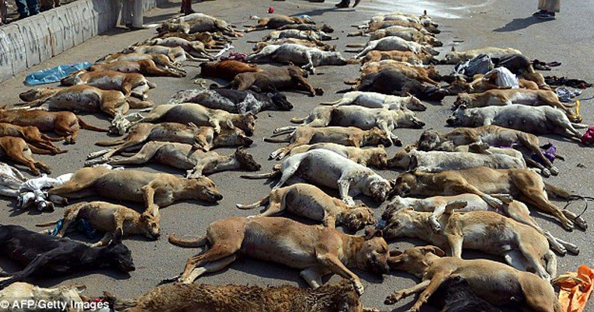 Salven a los perros de las calles! Para eliminarlos los atan a postes, los dejan morir de hambre, deshidratación y frío