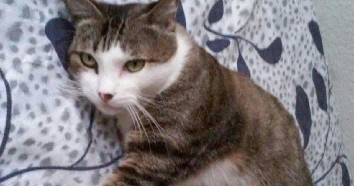 Que tous les gens qui ont plus de trois animaux aient 40 Que tous les gens qui ont plus de trois animaux aient 40