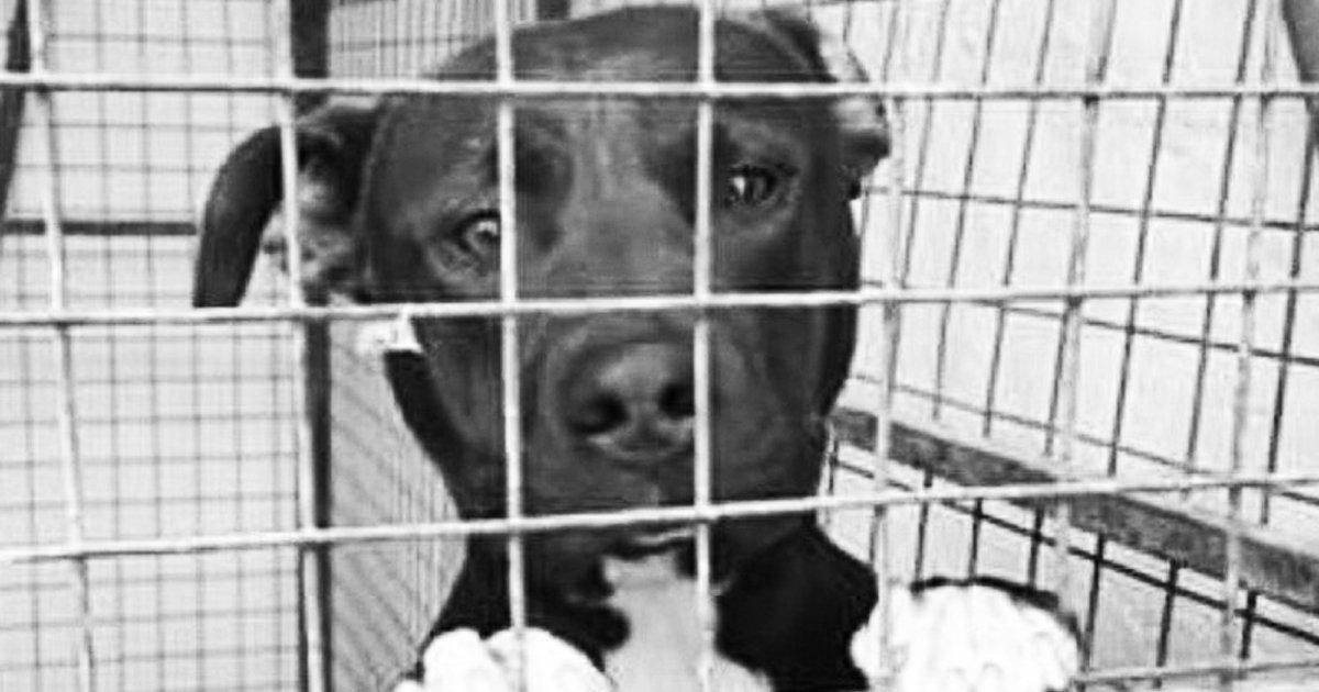 Negrita was saved!