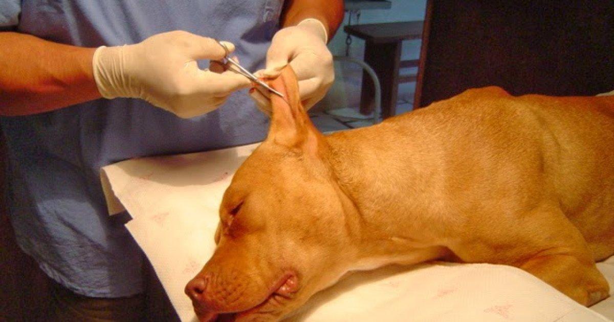 Spain prohibits aesthetic mutilation!