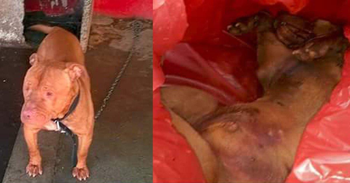 Victoria confirmada! Solicitamos la destitución del personal de Zoonosis de Morón
