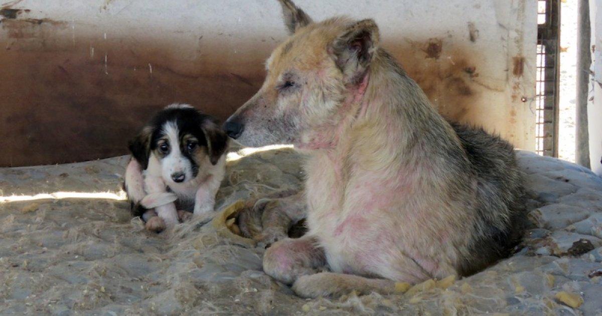 Que se Haga un Hospital Público Veterinario y que se Impida la Ordenanza de Medio Ambiente de Matar Animales