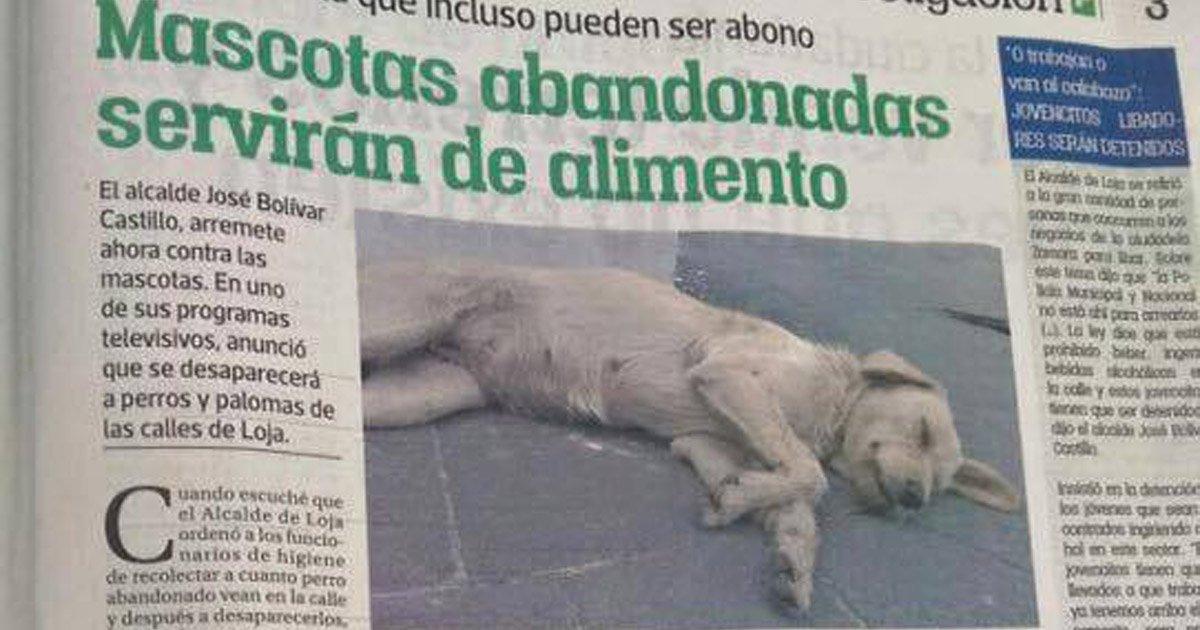 We were able to save the puppies of Loja