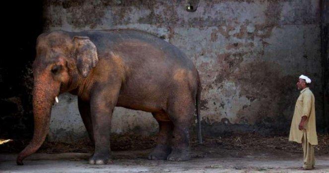 Rescatar al Elefante Kaavan de su Encierro