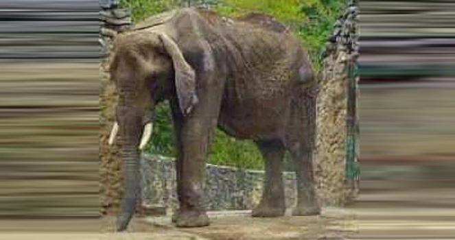 Salven a la elefante "RUPERTA"