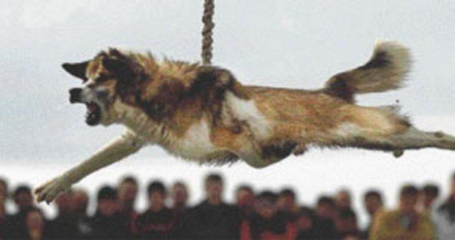 Bulgarian Dog Spinning