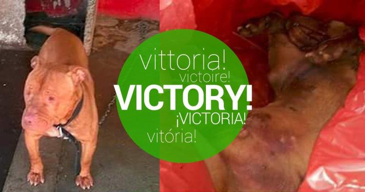 Victoria confirmada! Solicitamos la destitución del personal de Zoonosis de Morón