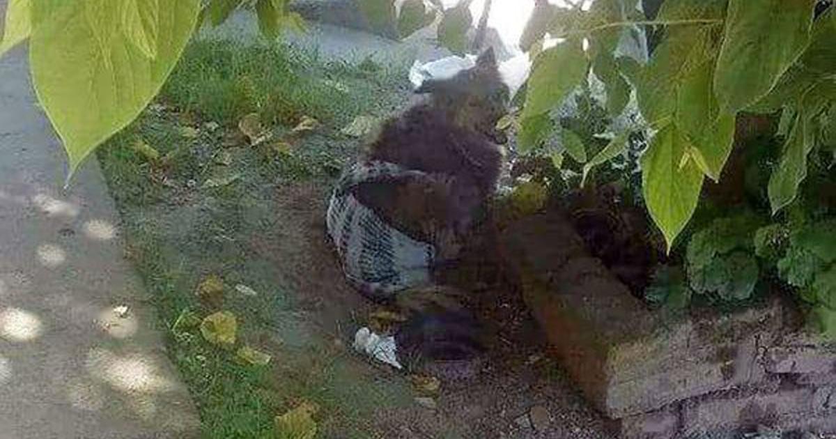 Le robaba los perros a los vecinos para torturarlos y matarlos, hagan justicia!