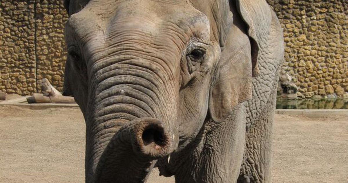 Murió la elefanta mas triste del mundo, cierren el Zoo de Córdoba!