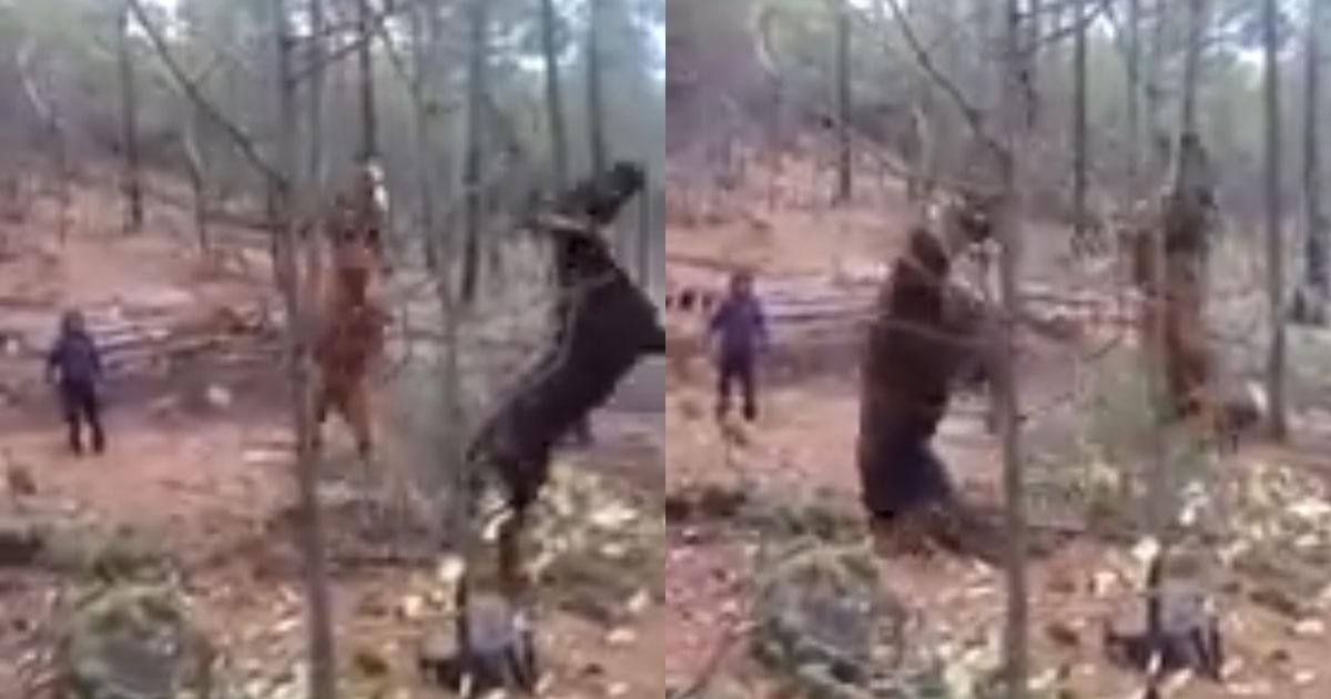 They tie horses to logs and throw them into the air, rescue these animals and investigate this animal abuse