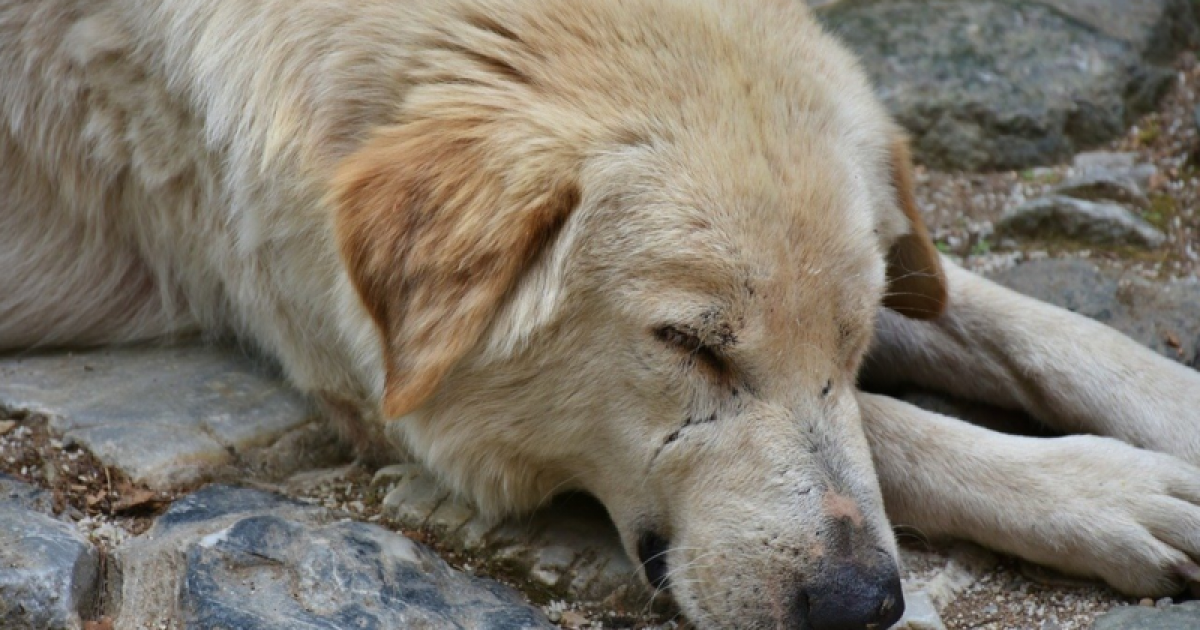 Stop Killing Homeless Animals in Russia! Stop Bloody FIFA 2018!