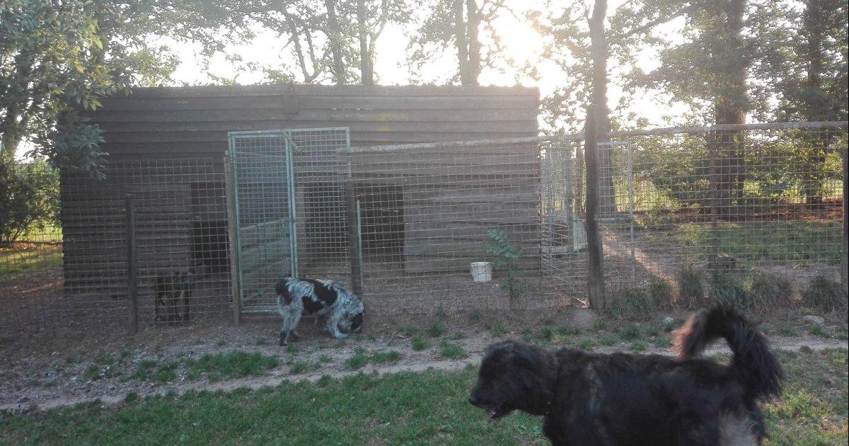 Pour le maintien des abris chiens au Refuge de Dinant