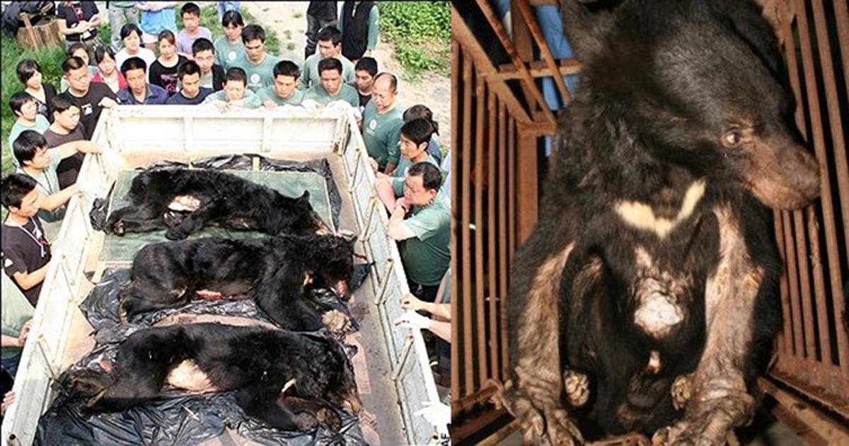 Prohibit bear bile farms