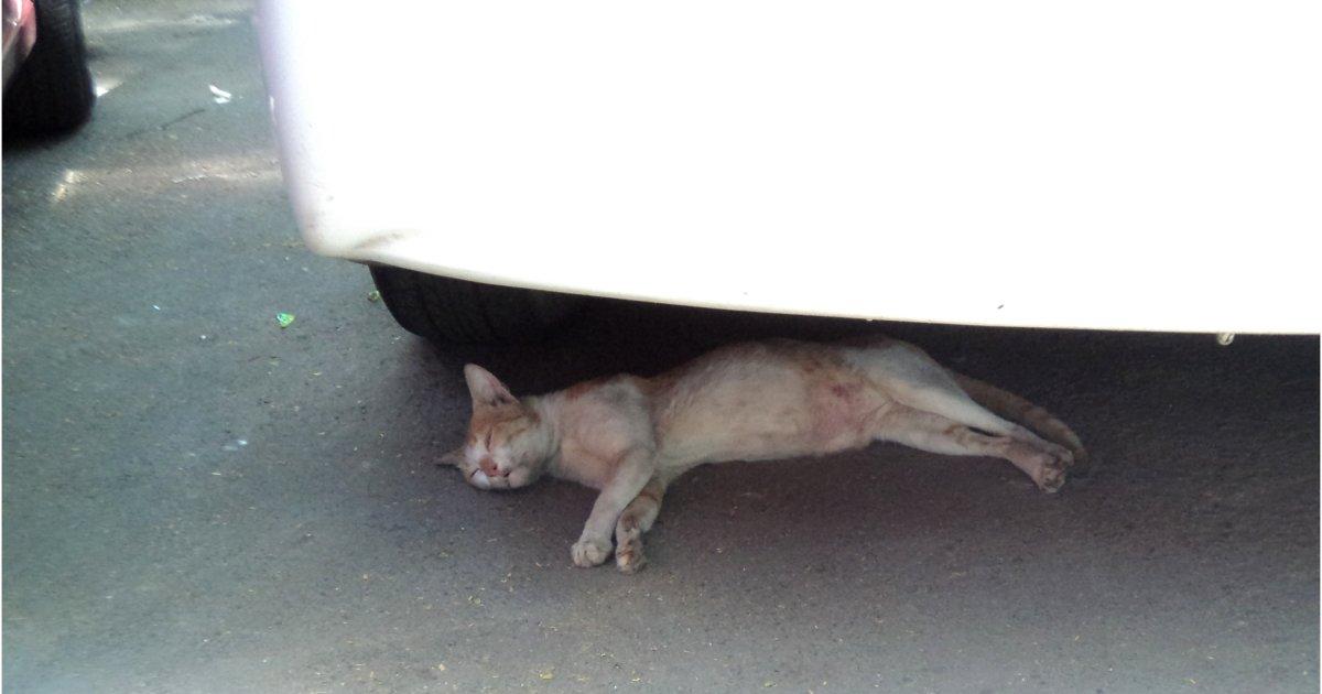 Salven a los gatitos que hay en la calle que son muchísimos