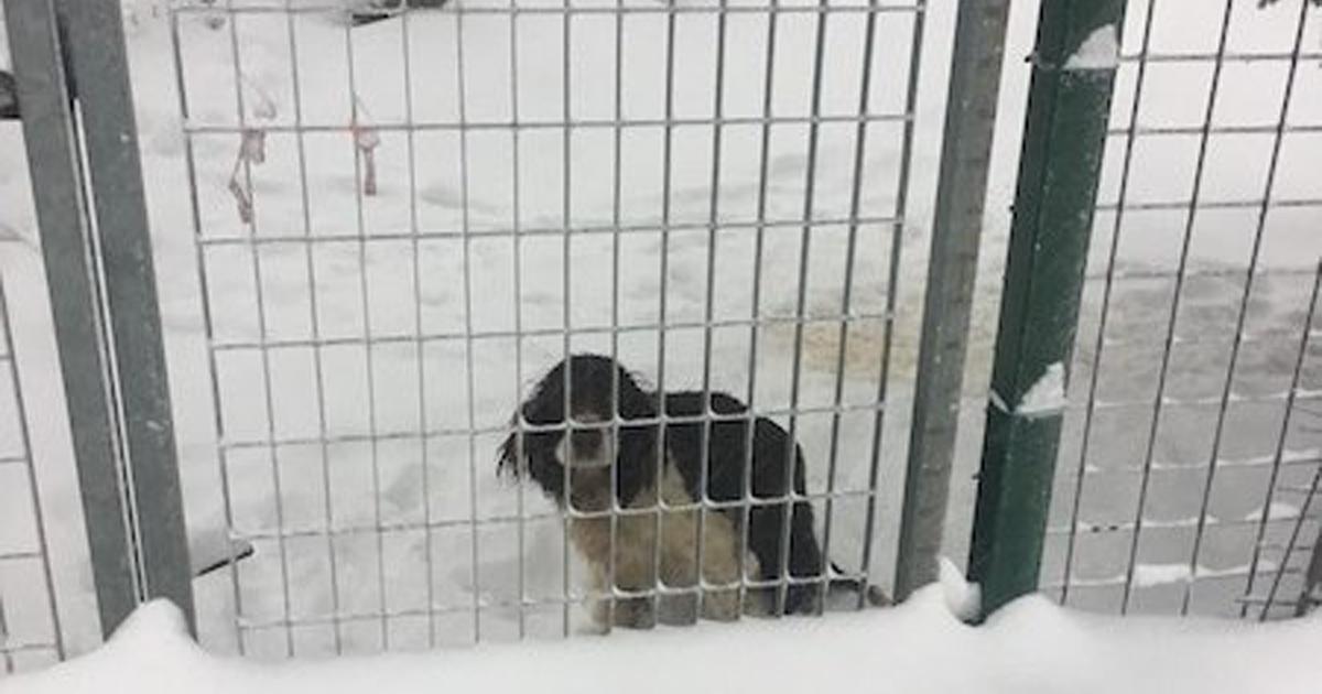 Donare una casa e dignità a questo povero cane Donare una casa