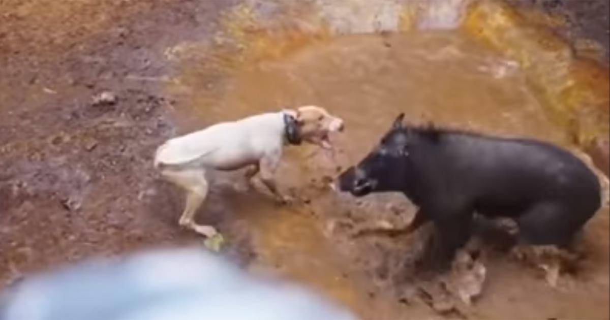 Proibir lutas brutais entre cães e javalis!