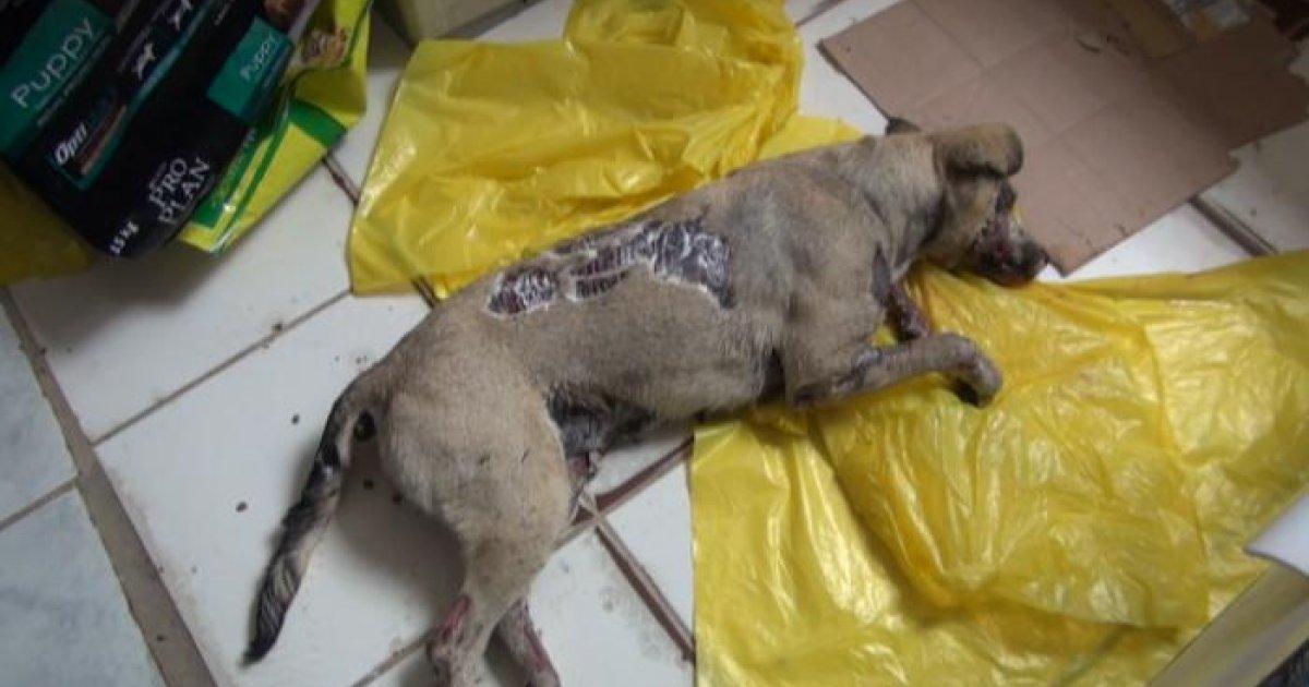 Justicia para perrita que murió quemada en baños termales