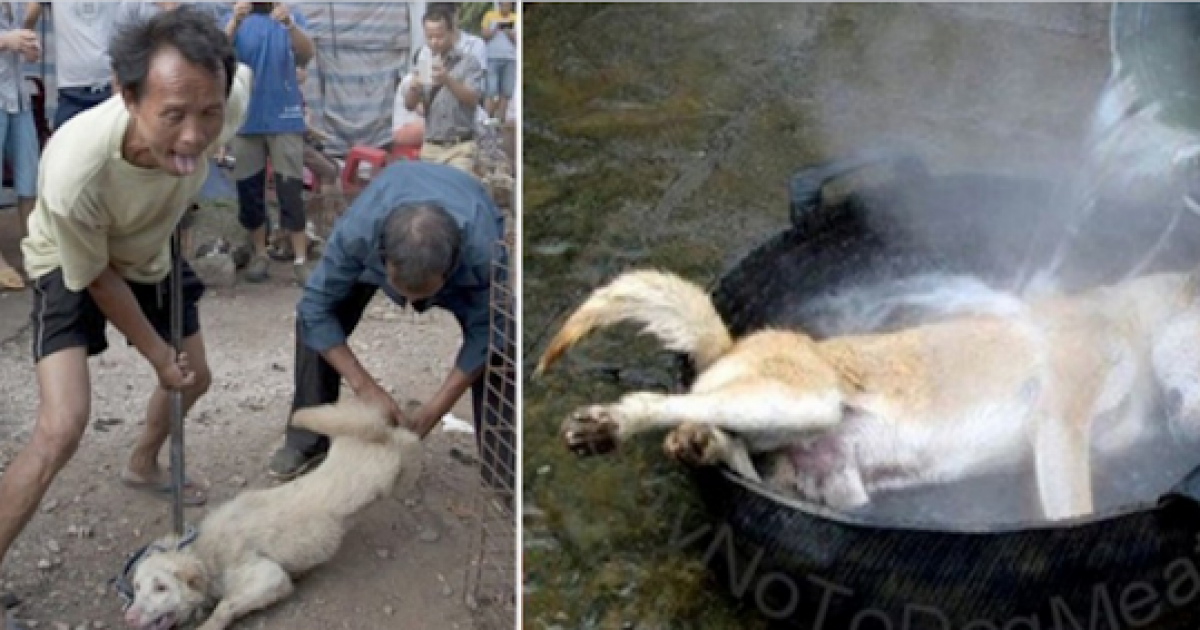 Prohibit The Chinese Festival Of Eating Dogs Killing Chinese Festival Of Eating Dogs