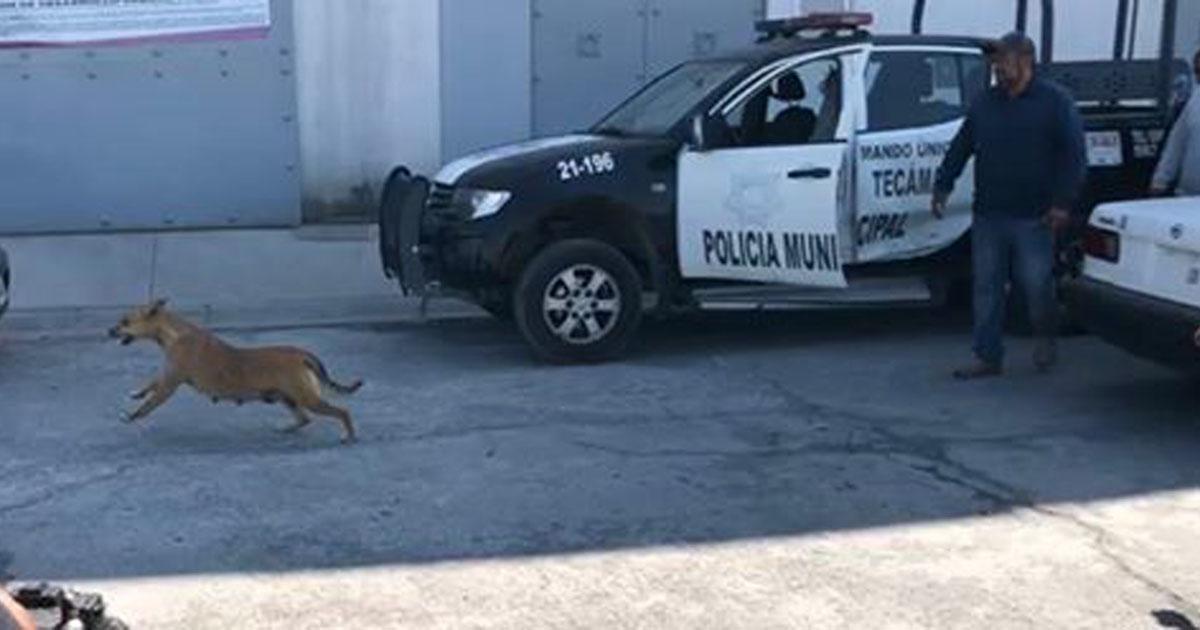 Do not allow the sacrifice of 18 falsely accused dogs!