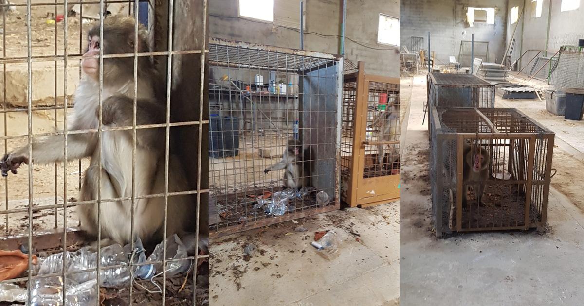 Se rescatan cinco macacos japoneses y proceden a su trasladado a Wales Ape & Monkey Sanctuary, en Reino Unido.