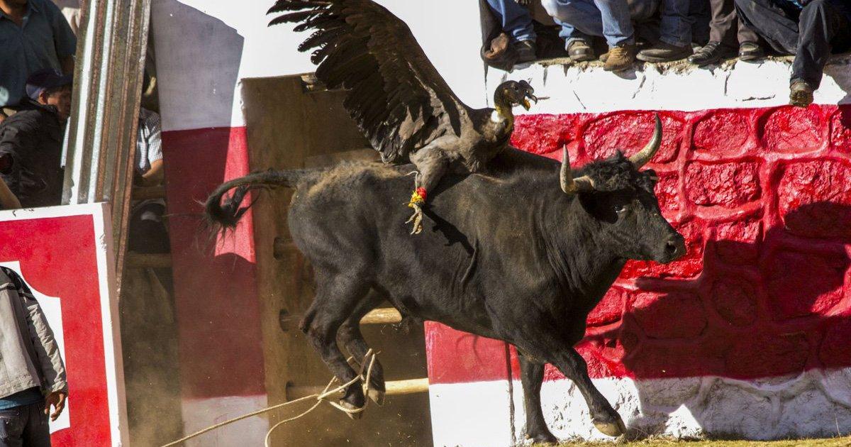 Paremos el Yawar Fiesta donde Matan un Cóndor y un Toro