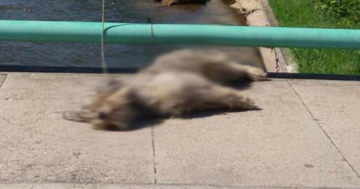 Ahorcaron un perrito en Barrio Müller, investiguen por favor!