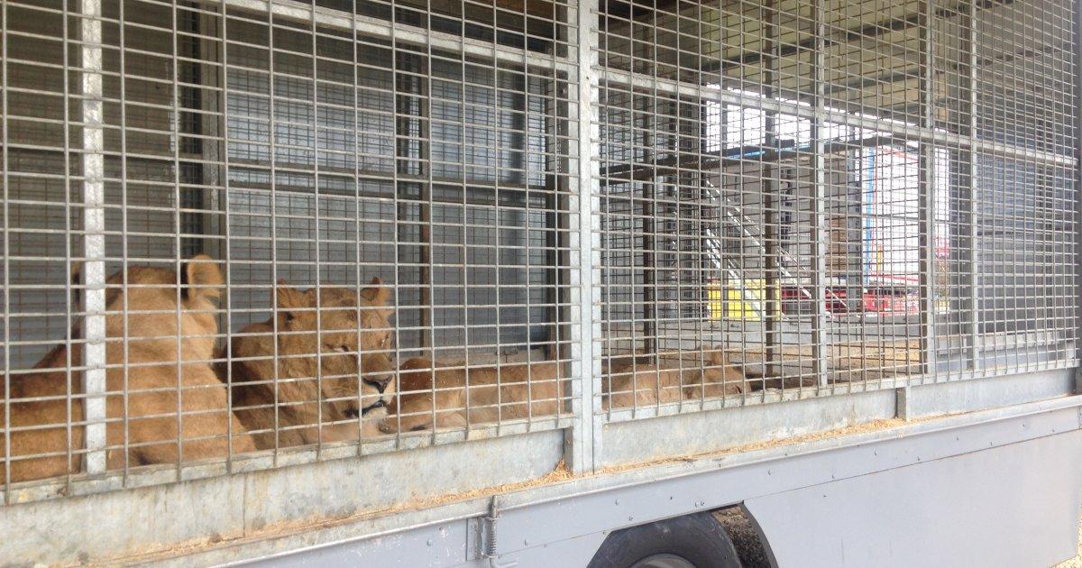 Arrêt Spectacle des Lions Dans le Cirque ZAVATTA