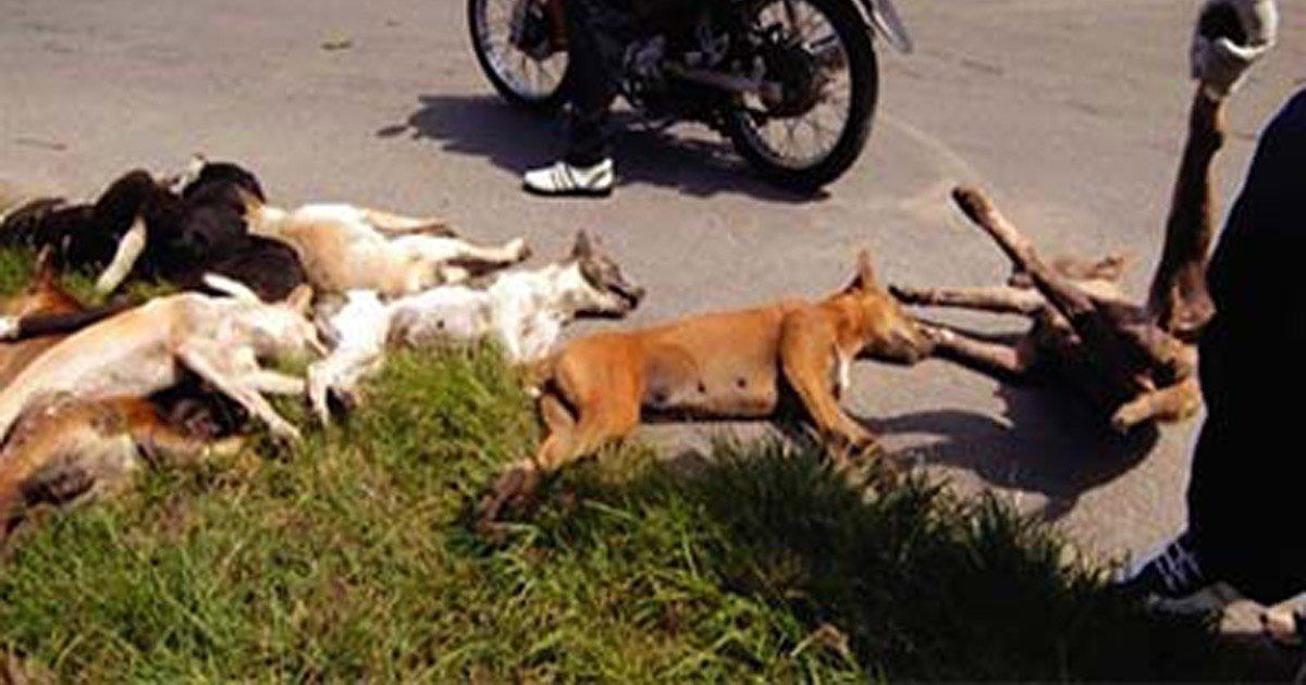 Stop à l'abattage des chiens et chats errants Algérie