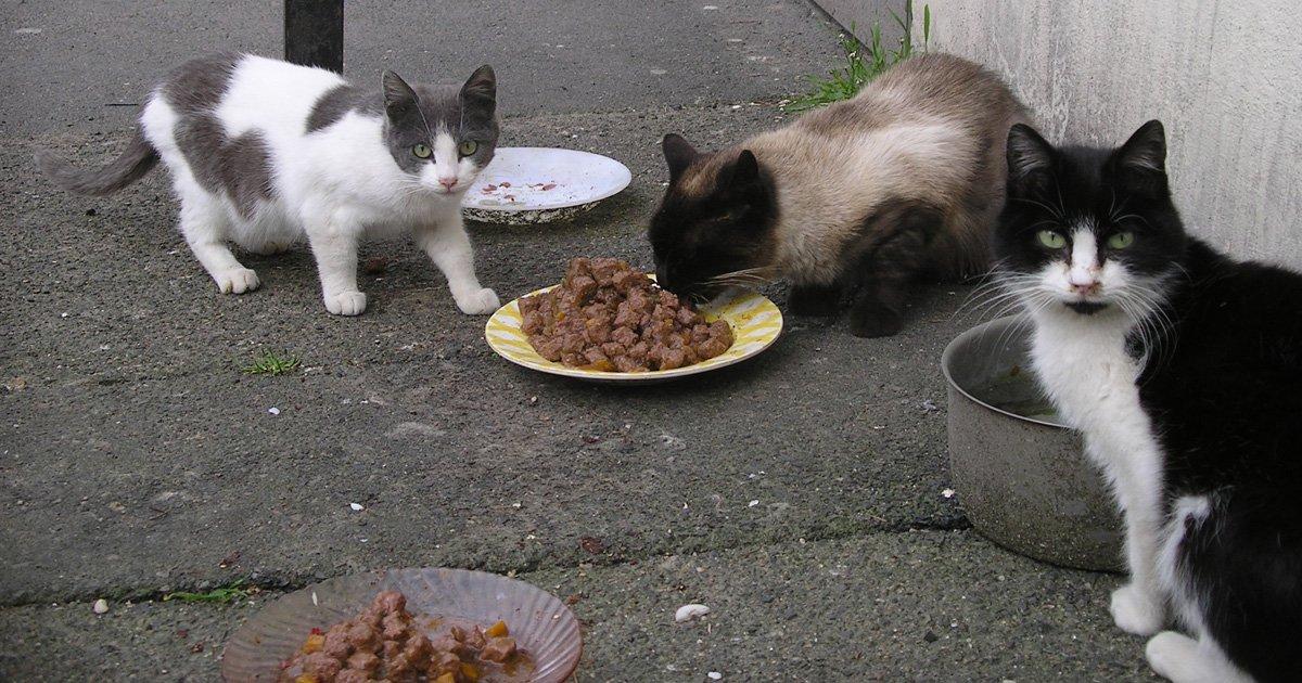 feeding stray cats download