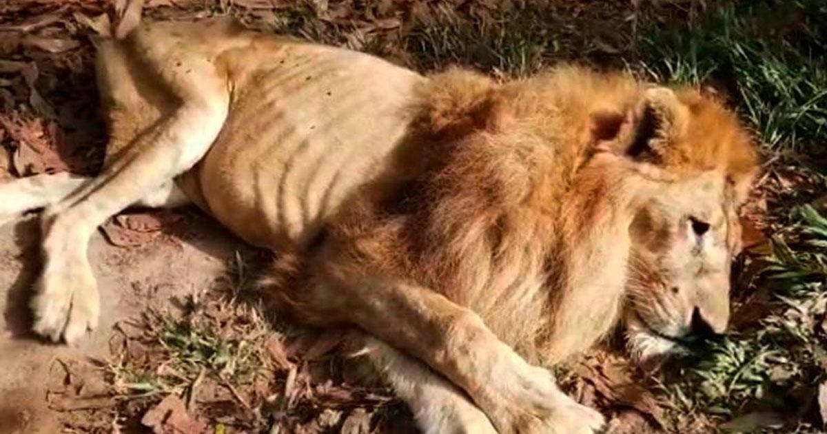 Jail to all those responsible for the mistreatment of the lion Jupiter