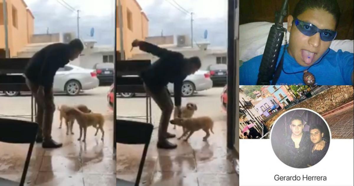 Resultado de imagem para gerardo herrera dog
