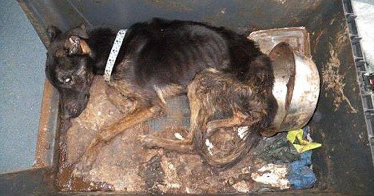 Prisión para un hombre que mato de hambre a su perro, que sea la norma!