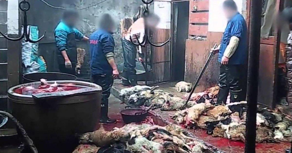 Detengamos la Locura de la Industria del Cuero de Perros!